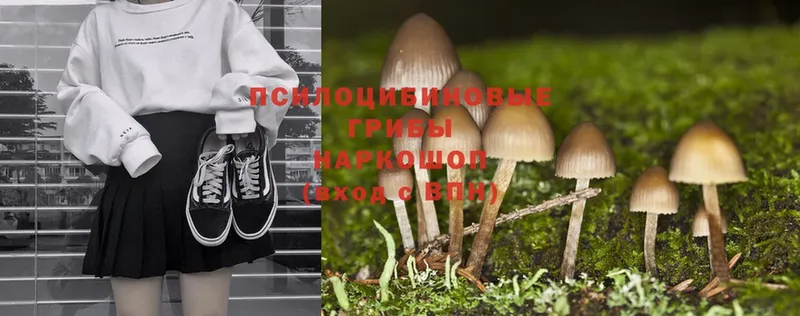 цена наркотик  гидра tor  Псилоцибиновые грибы Magic Shrooms  Избербаш 